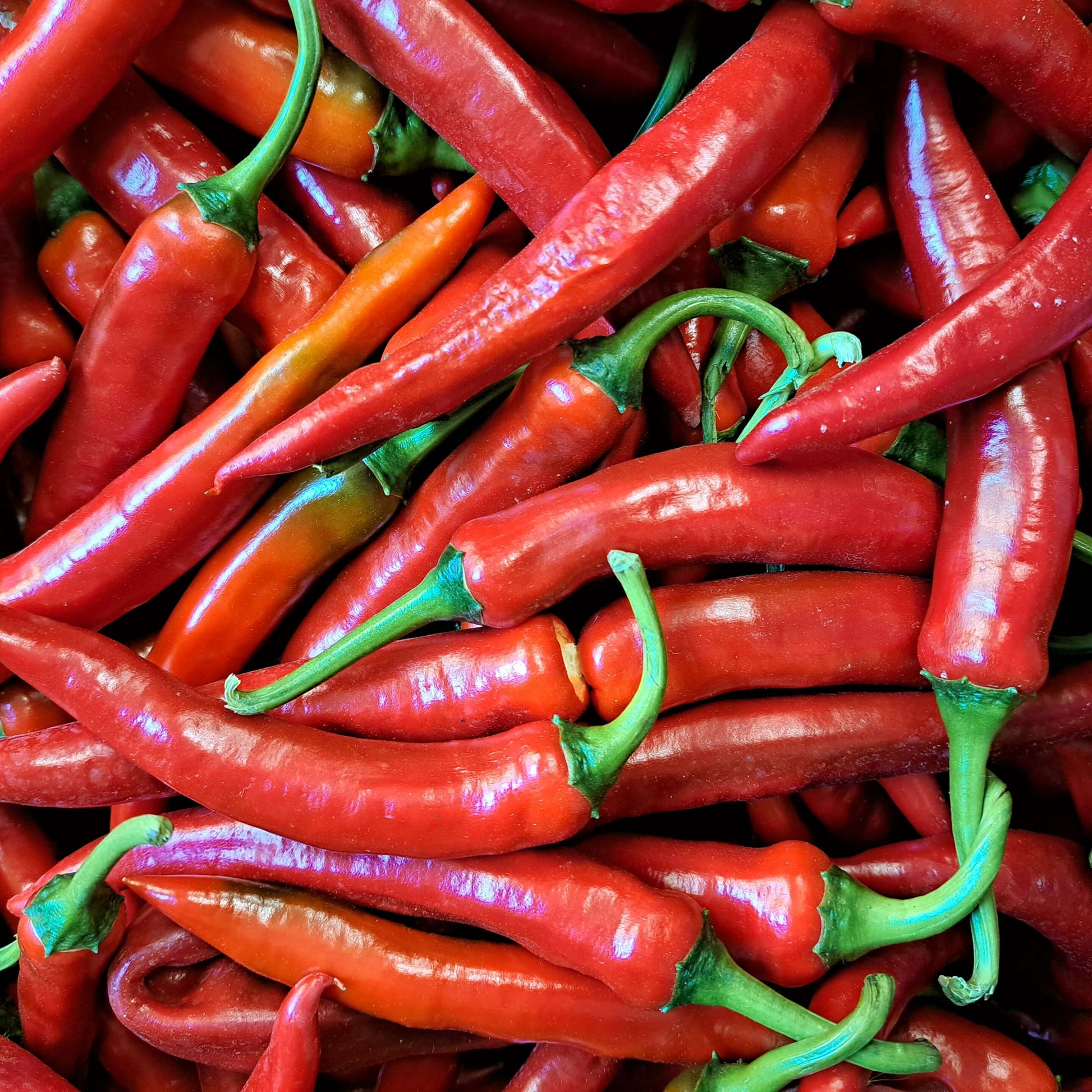 bio gochu chilischoten für gochujang