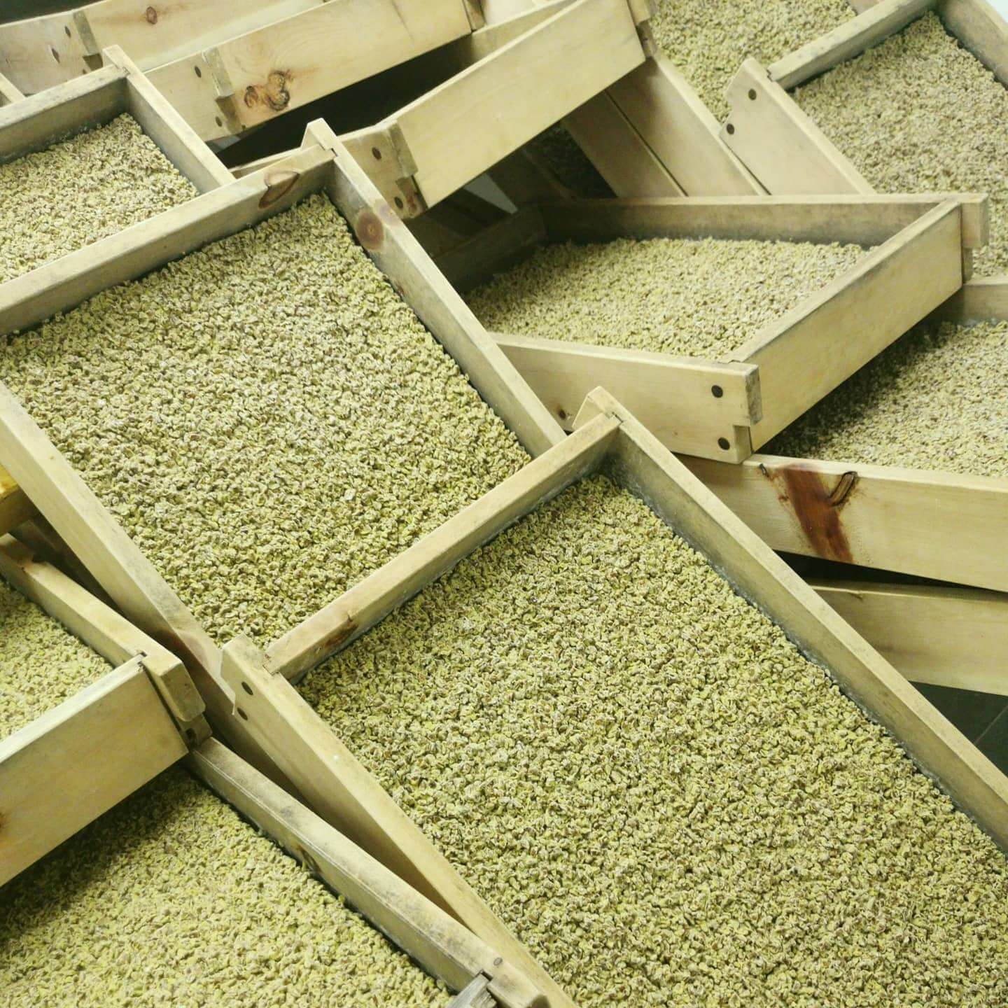 Sojasoßen Koji in Holzkisten für Shoyu Workshop von mimi ferments