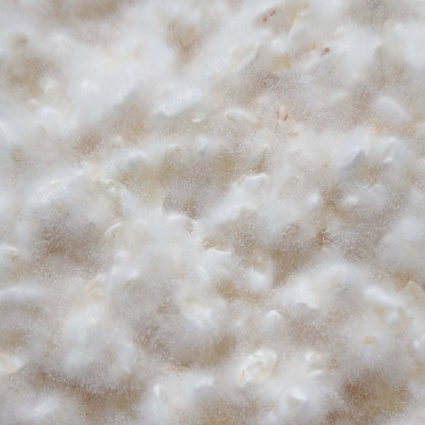 bio reis koji für das lemon shio koji