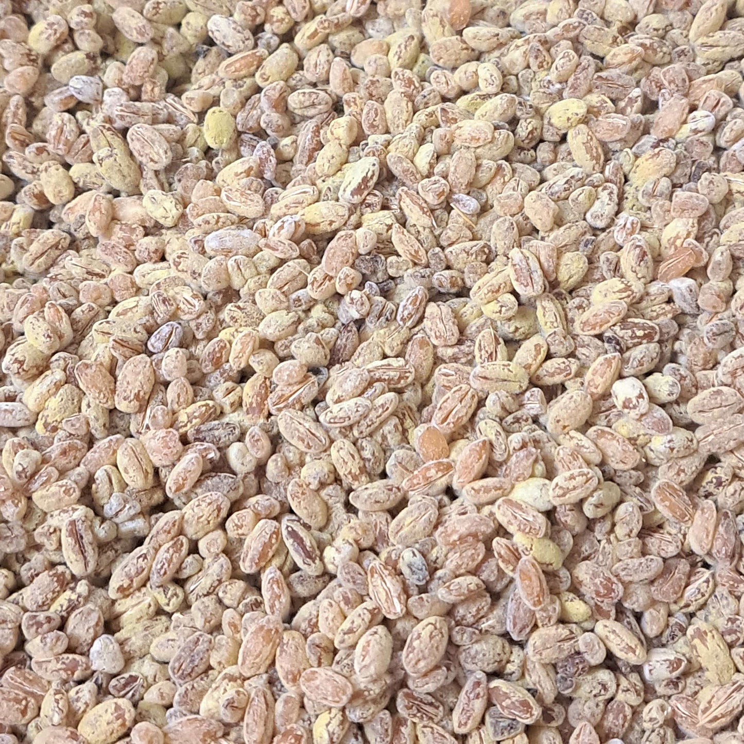 bio gersten koji mugi koji