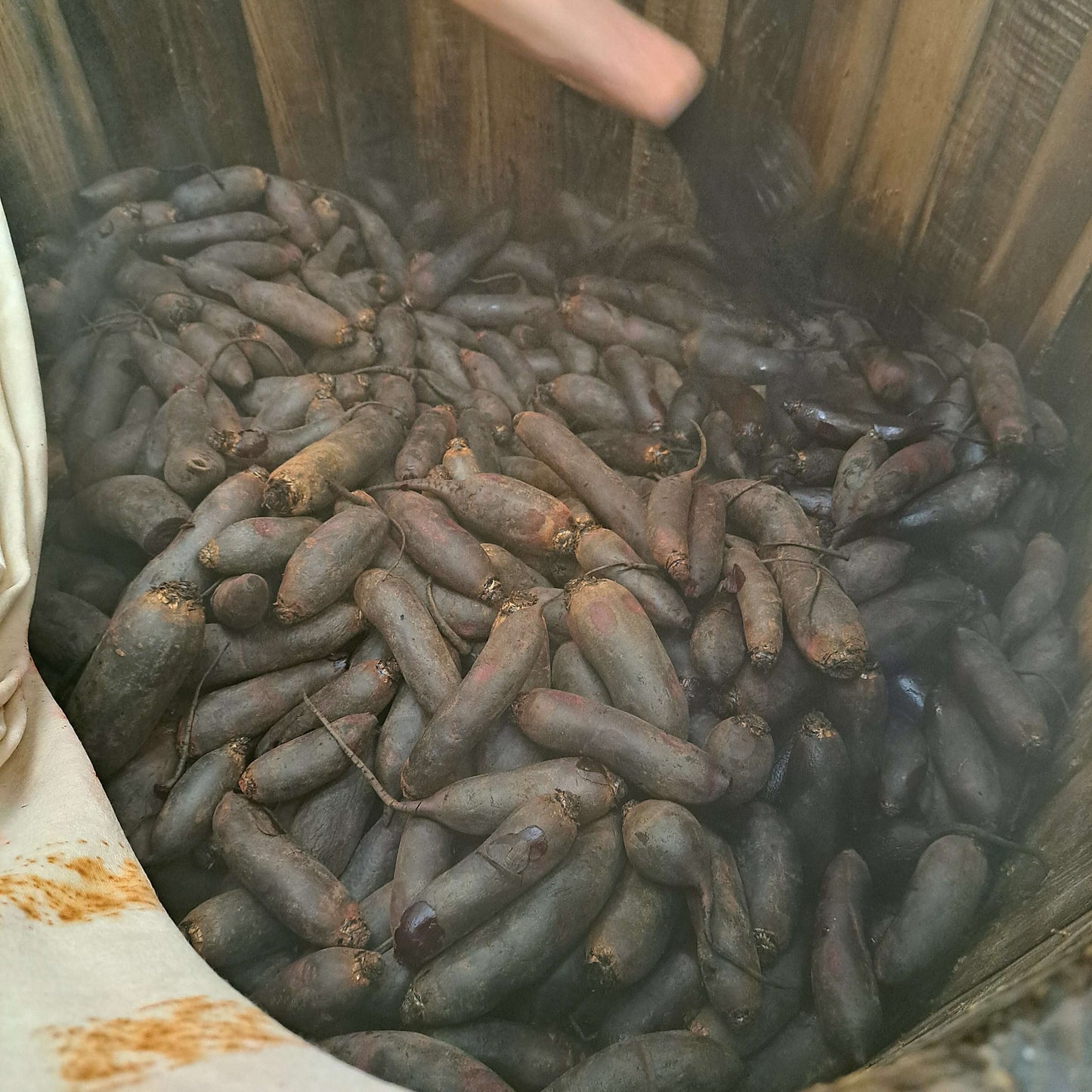 bio samenfeste rote bete für das rote bete shoyu