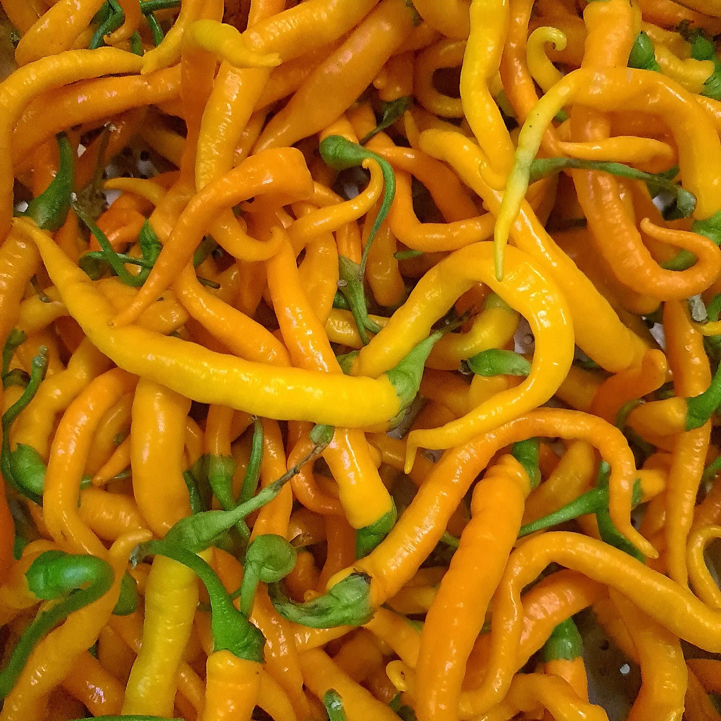 Bio Turuncu Spiral für turuncu chili koji und yuzu chili koji