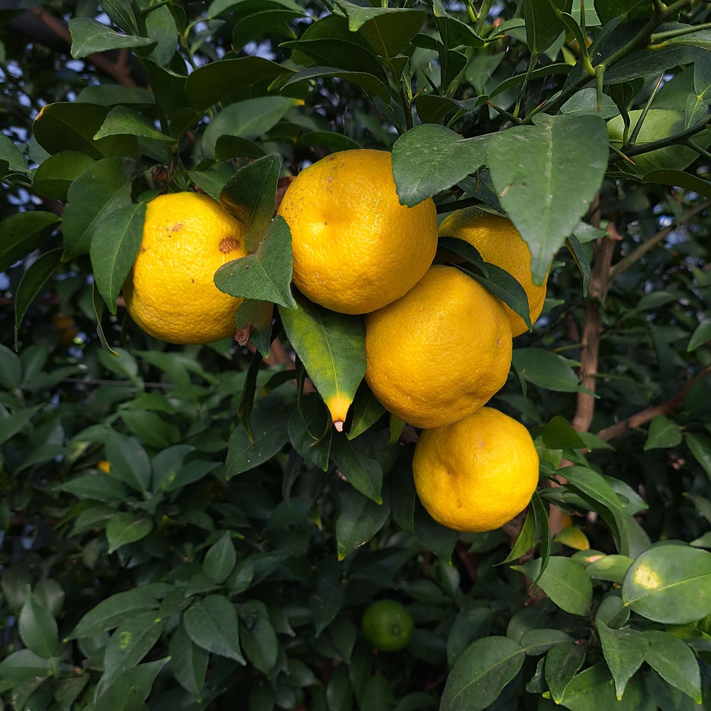 Yuzu am Baum für yuzu amazake