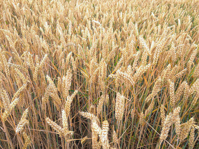 weizenfeld