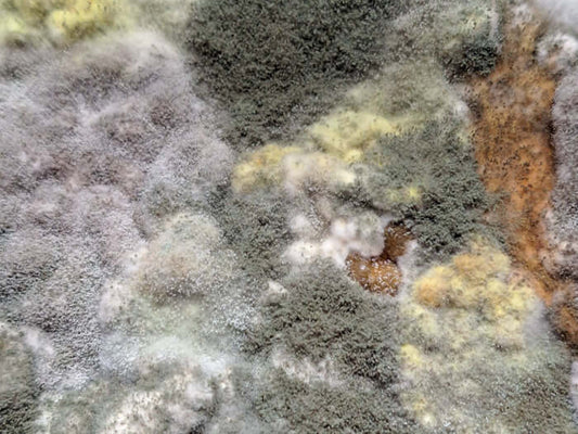 Haltbarkeit und Lagerung