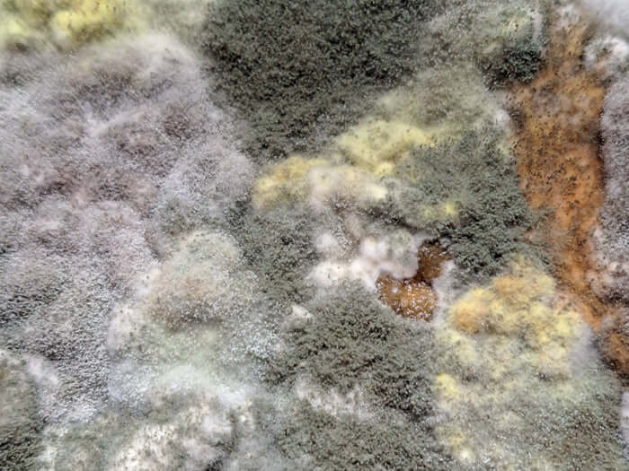 Nahaufnahme von Schimmel, der auf Lebensmitteln wächst, thematisch passend zur Haltbarkeit und Lagerung von Lebensmitteln.