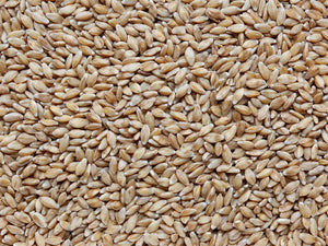 Einkorn