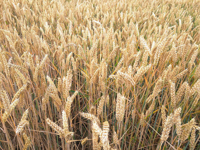 weizenfeld