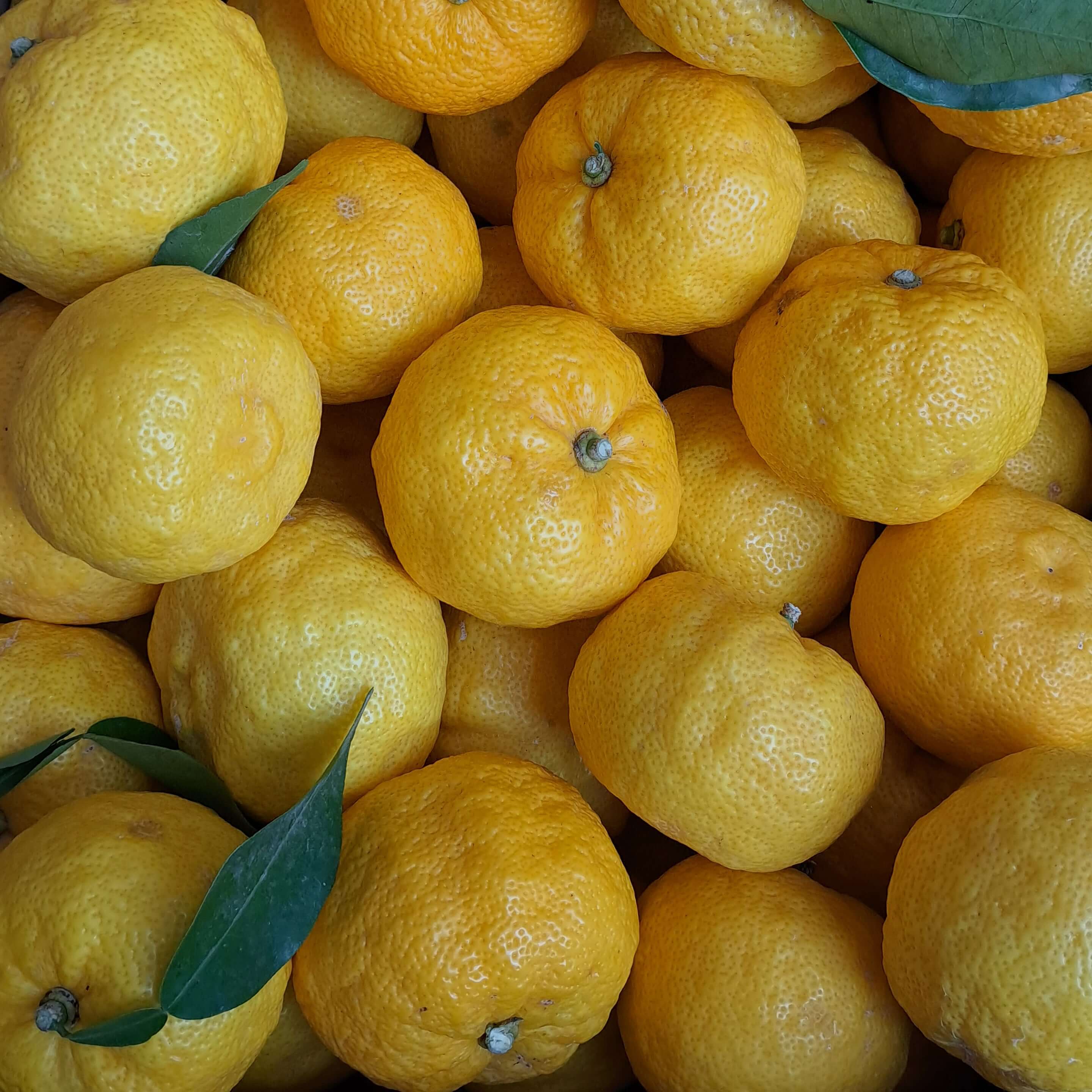 Bio Yuzu Frucht für yuzu chili koji und yuzu amazake