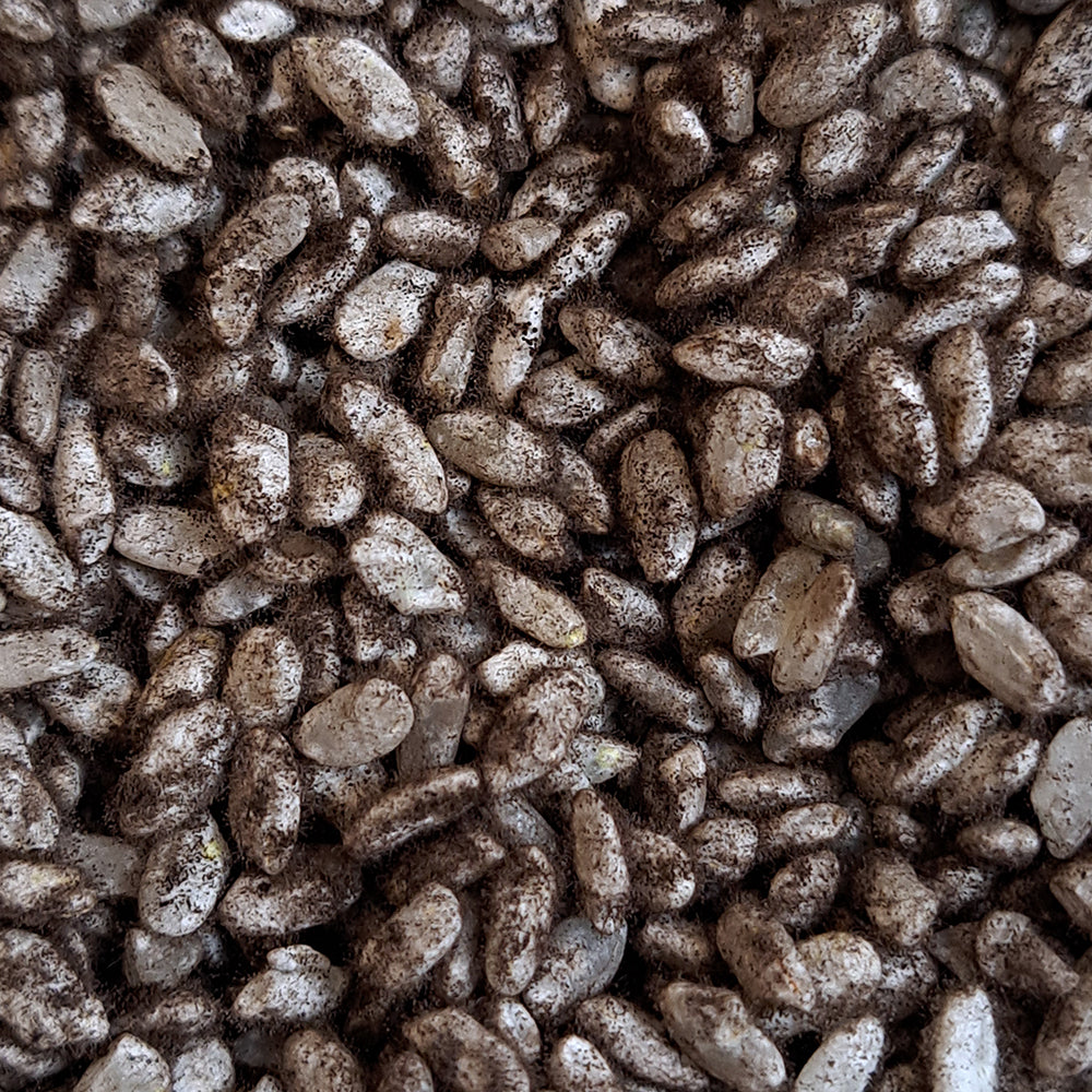 Schwarzer Reis-Koji mit Aspergillus luchuensis für die Herstellung von Shochu